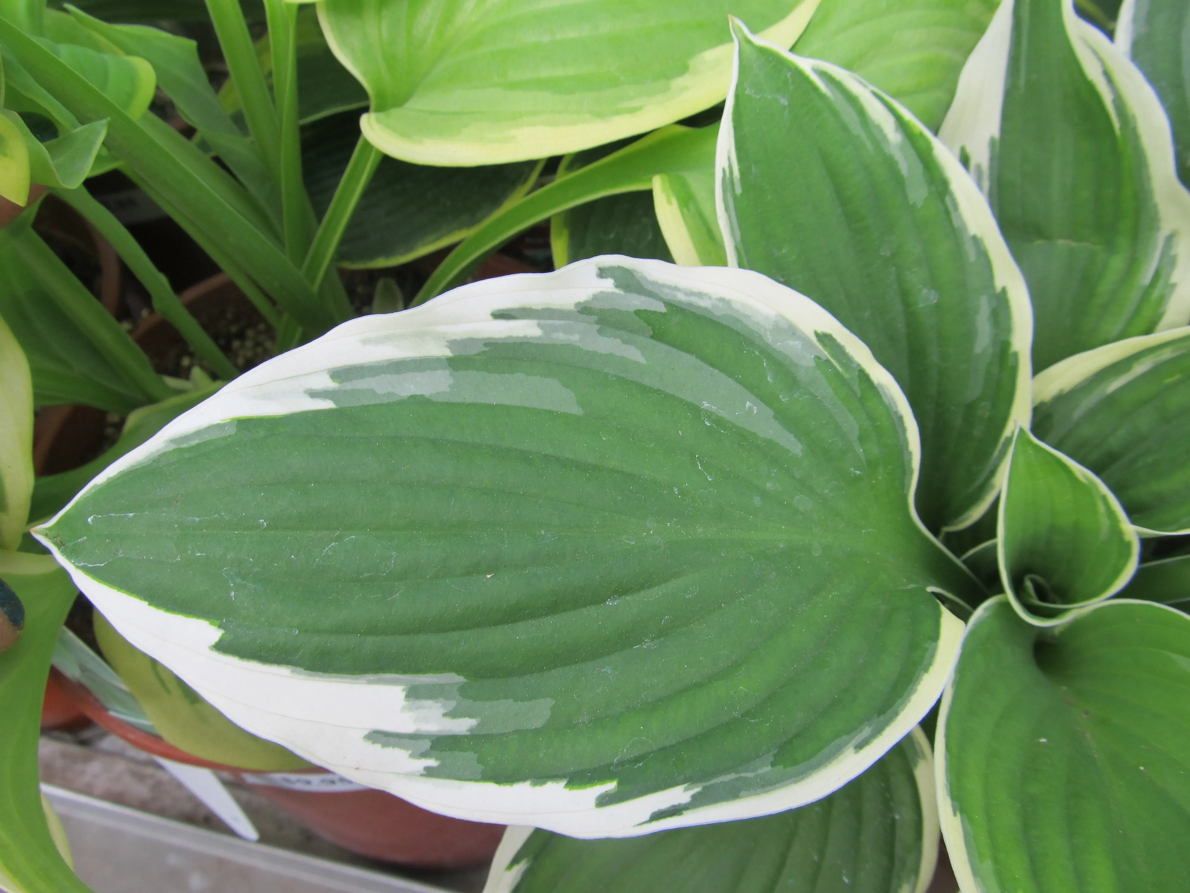 Hosta:  'Francee' 1 Gal (Au)